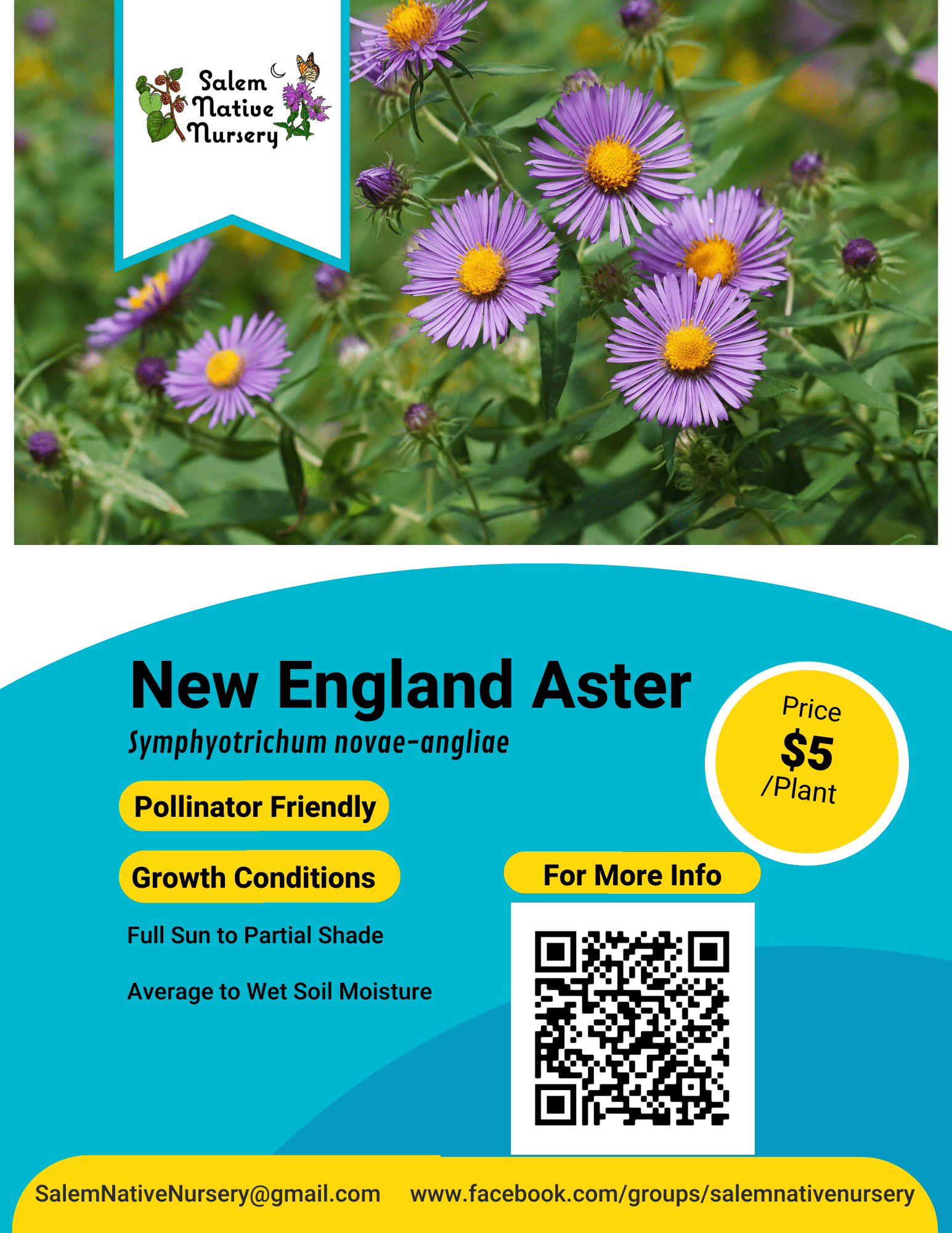 New England Aster